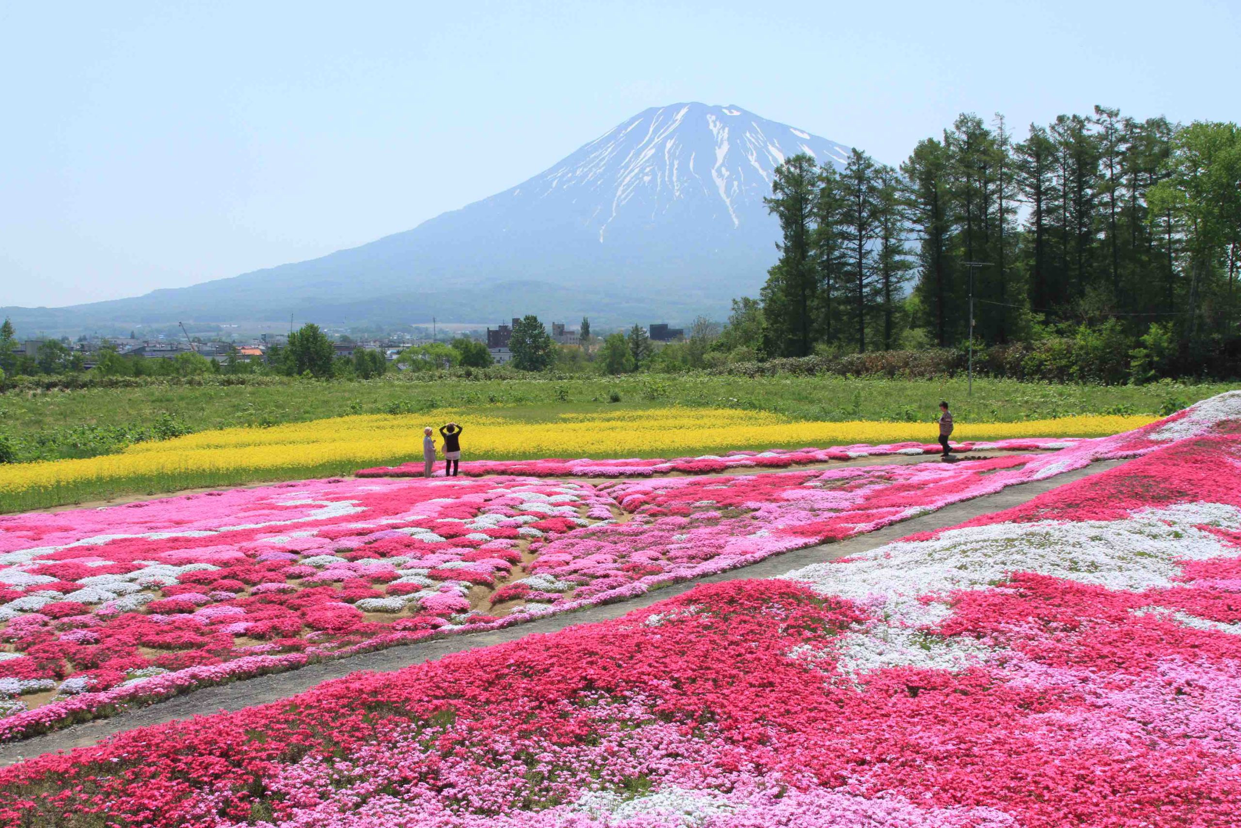 札幌から2時間ドライブで【三島さんちの芝桜】を堪能♬